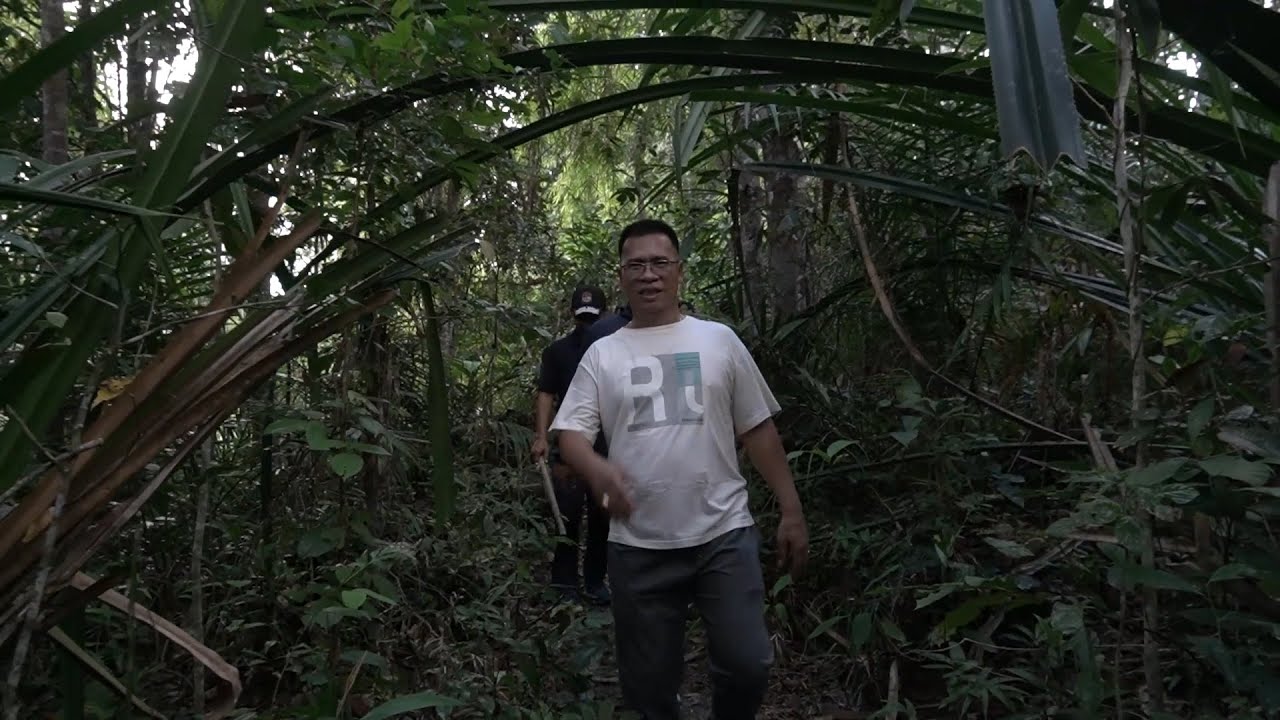 Rafflesia Haselti Kekayaan Tersembunyi di Hutan Kabupaten Kepulauan Anambas PART 2