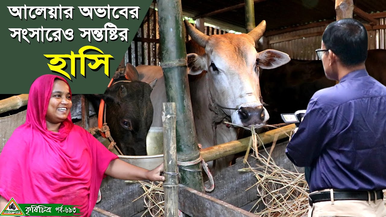 694-আলেয়ার অভাবের সংসারেও সন্তুষ্টির হাসি Cow Farm in Bangladesh,Chitrapuri Krishichita গরুর খামার ।