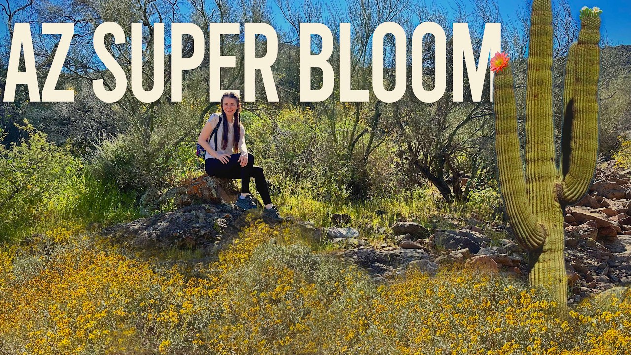 found the arizona wildflowers 🌼 best spot for photos