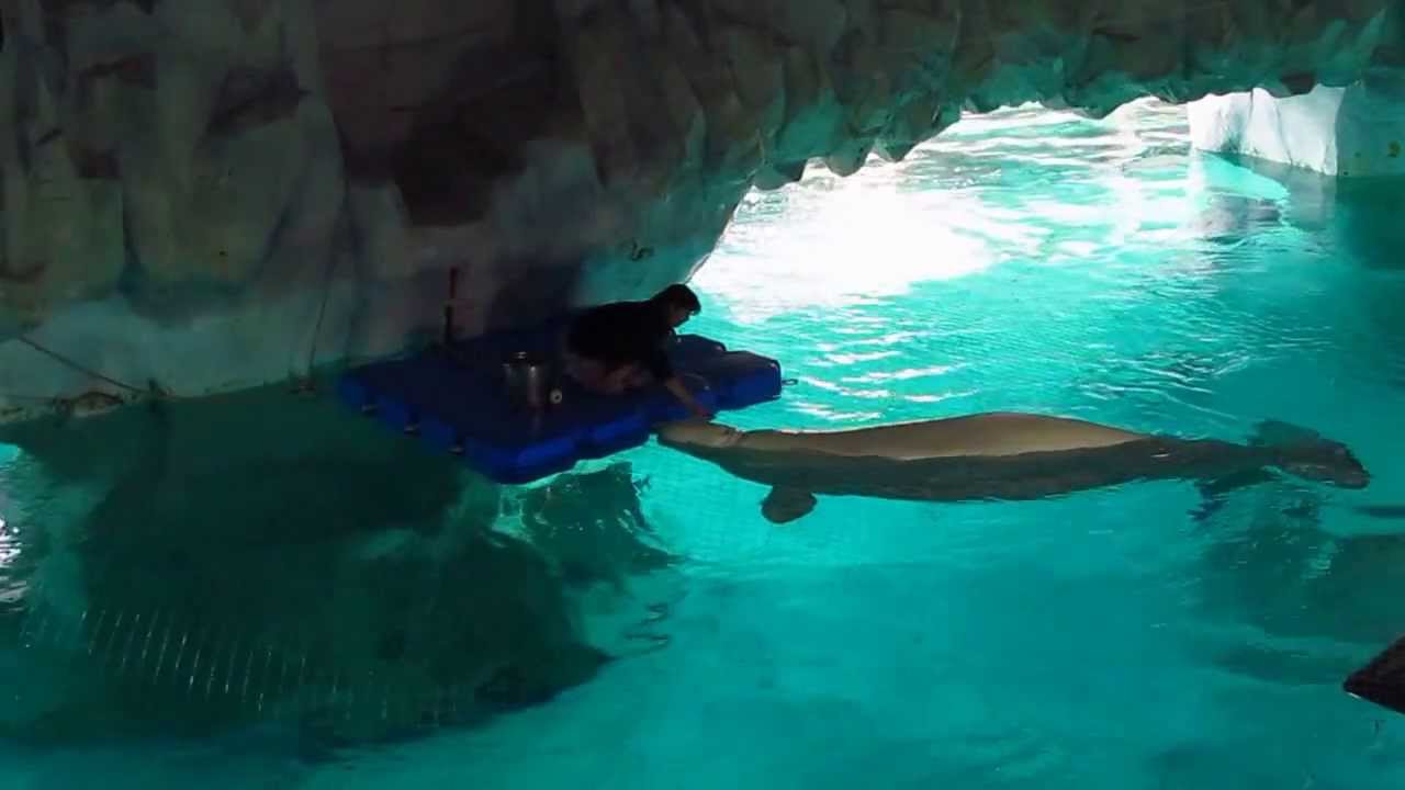 Oceanografic - Valencia (3)  beluga