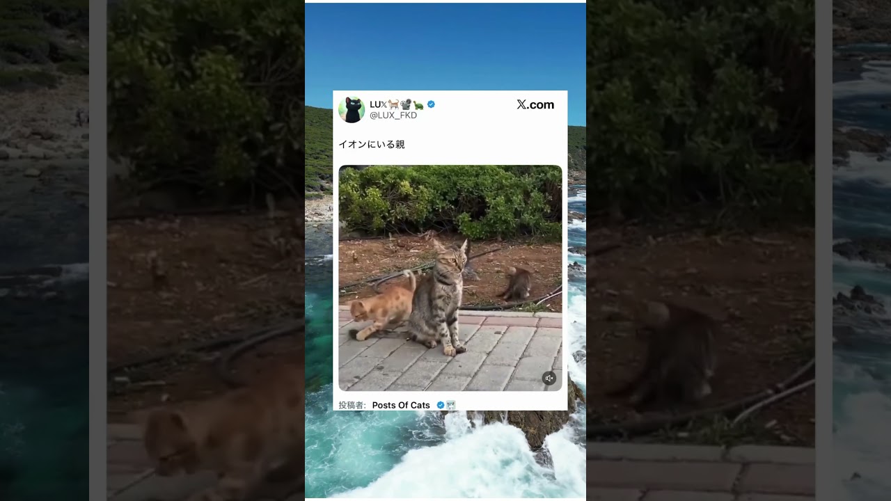#twitter #shorts #x #cats #cat