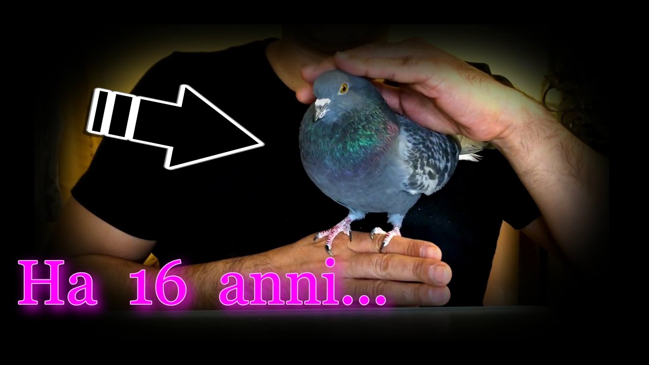 Vi presento Piopio, 🕊️ ASMR ITA, whispering, Vlog