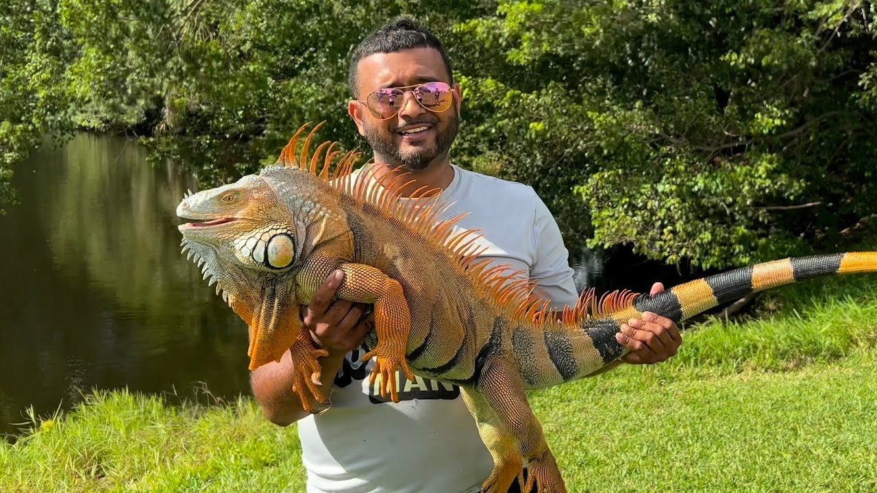 The day we got a 15 pound red iguana! Iguana hunting Florida