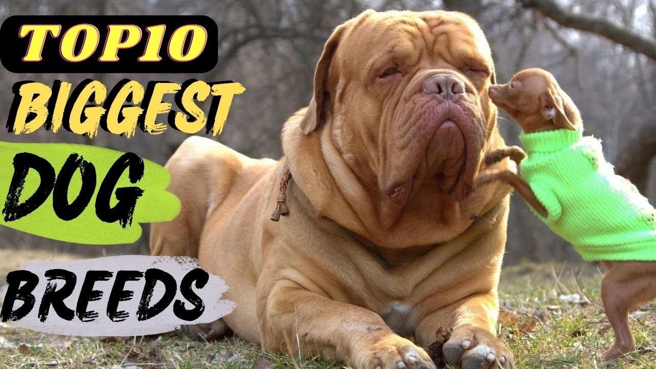 Top 10 Biggest Dog Breeds In The World