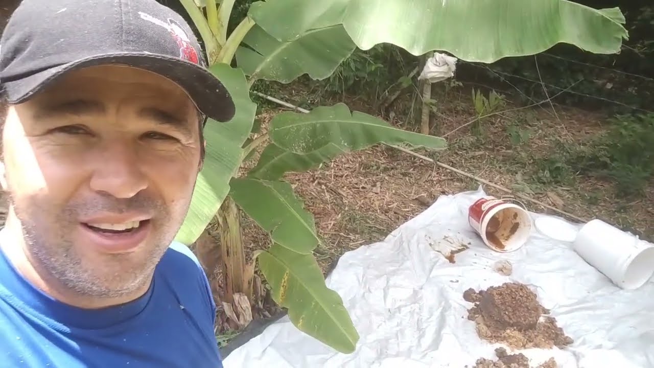 🟤 alimentando as abelhas para pucha na cera 