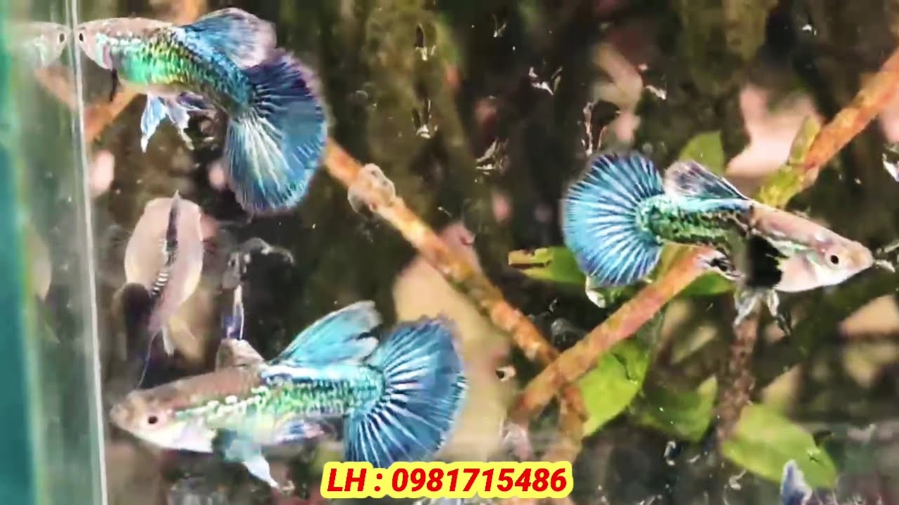 Khuyến Mãi Đón Năm Mới 2026 - Guppies giống mới , đẹp chuẩn giảm giá và free ship