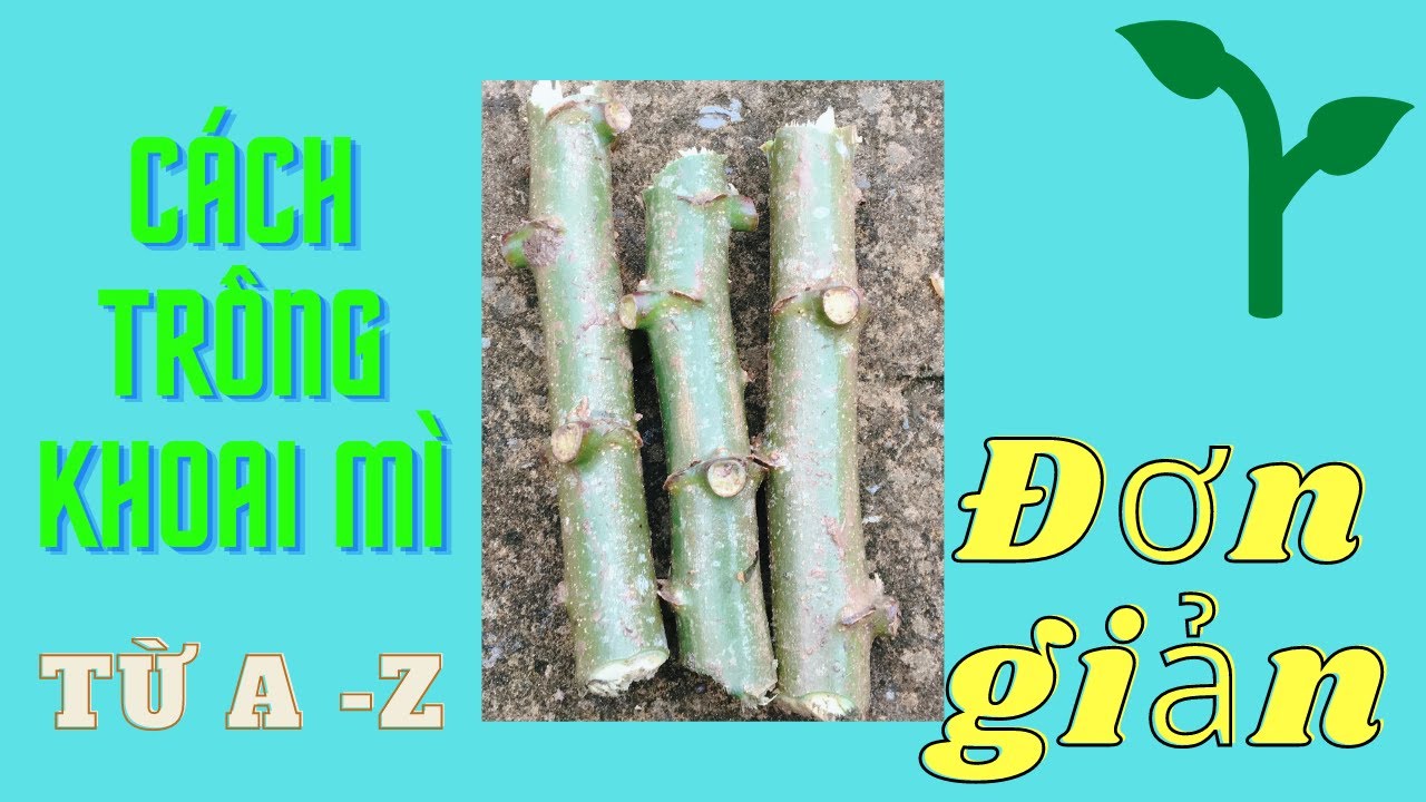 Cách Trồng Khoai Mì Đơn Giản Tại Nhà| Cách Trồng Mì Bằng Hom| Cách Trồng Khoai Mì| NMT T124
