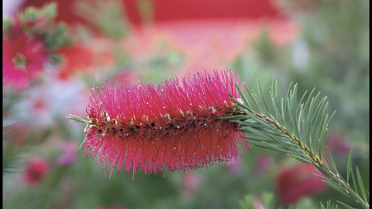 Forecourt Garden tour with Adam Shipp, part 2
