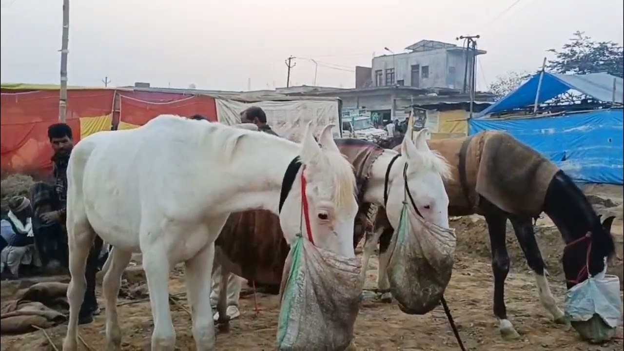 मकनपुर मेला 2026 इस बार मकनपुर मेला में घोड़े काफ़ी महंगे हैं 