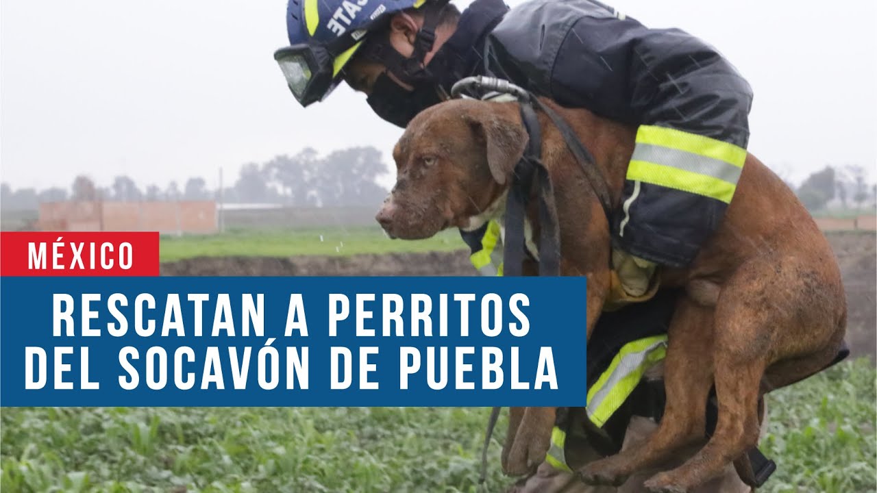 Así fue el rescate del Spay y Spike, los perritos que cayeron en el socavón de Puebla