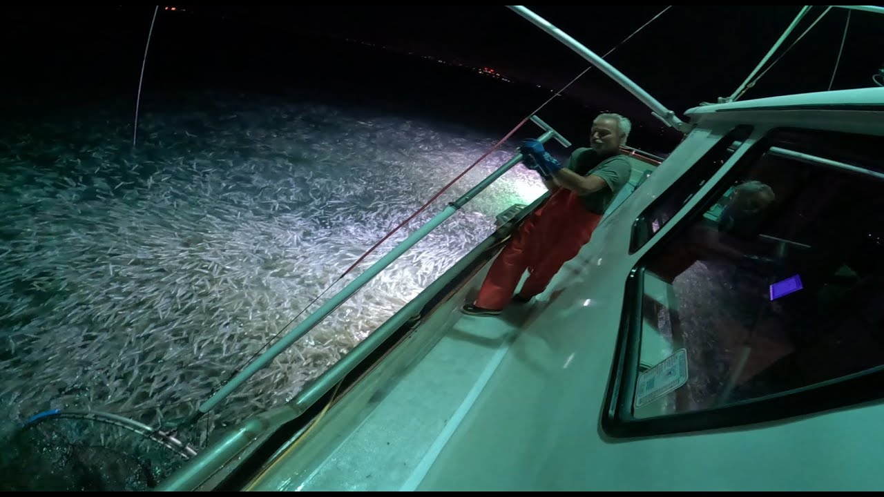 Squid Boat Tour and Some Brailing