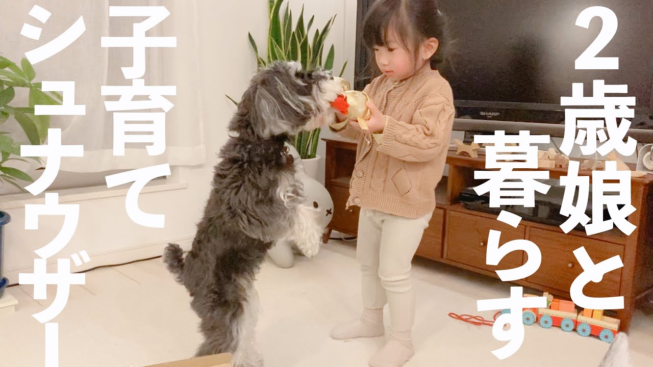 【犬と子ども】2歳娘の言うことは聞かない犬【シュナウザージジトト】