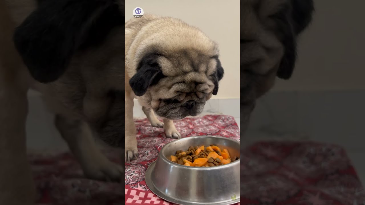 Pug&rsquo;s Morning Meal with Pedigree & Papaya 🍴 12-Year-Old Dog's Happy Breakfast Time 🐾 #PugDog #Dog