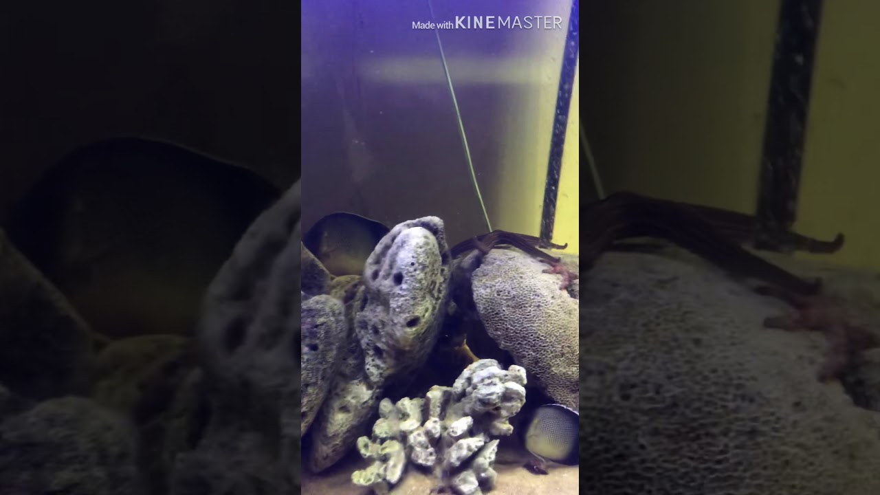 Marine tank|adorable local reef fish