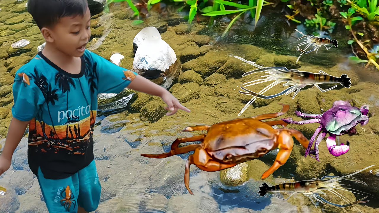 Menemukan Banyak Kepiting, Ikan, dan Serangga di Sungai Jernih! | River Exploration Indonesia