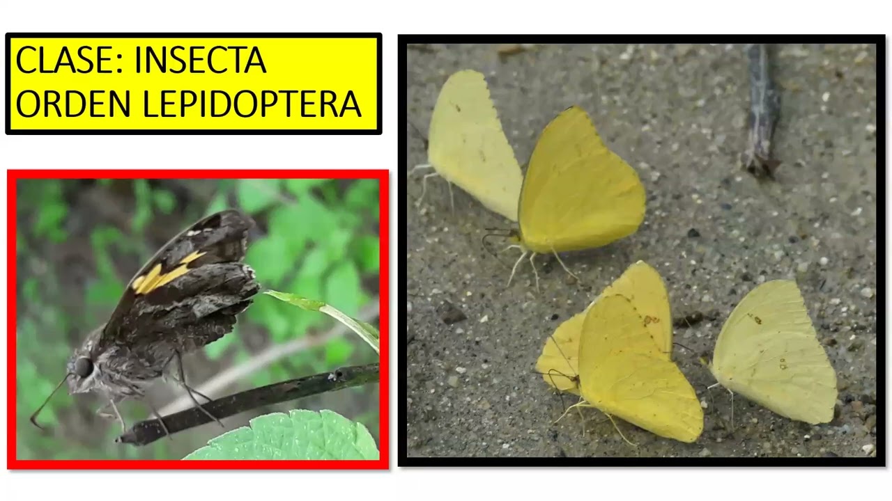 ARTROPODOS