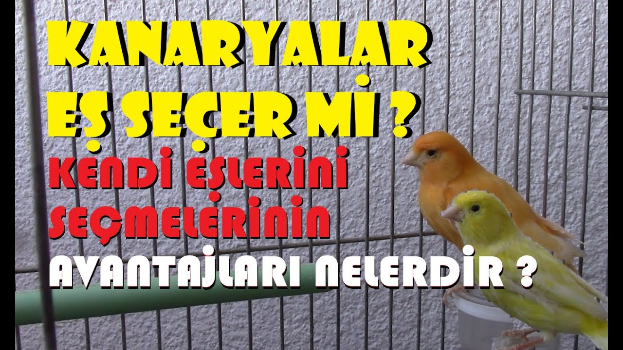 KANARYALAR DİĞER KUŞLAR GİBİ EŞ SEÇER Mİ ? Eşini Seçen Kuşlarda Ne Gibi Avantajlar Olur ?