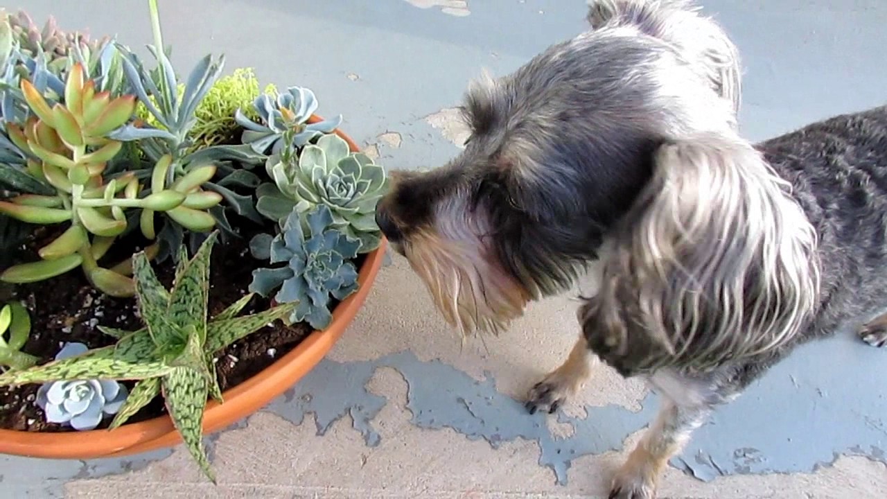 How to Deal with Etiolated (Stretched Out) Succulents