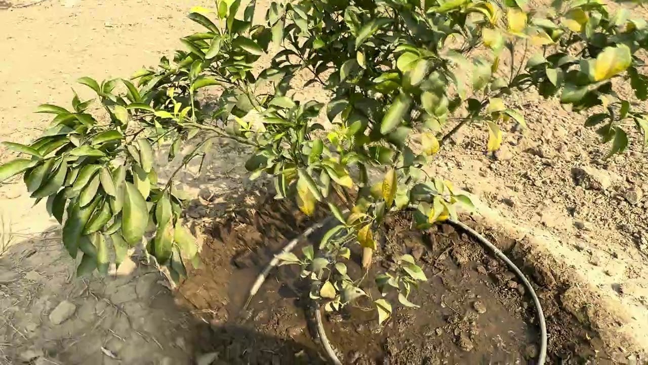 Root Treatment से कमज़ोर किन्नू के पौधे हुए पूरी तरह ठीक✅सिर्फ एक ही पौधा नहीं चला🥺🌳