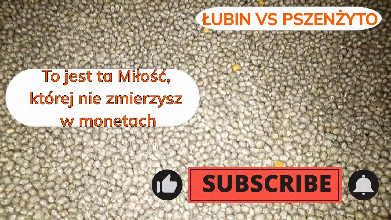 Łubin wąskolistny gorzki – czy to się opłaca? Koszty, plon, agrotechnika