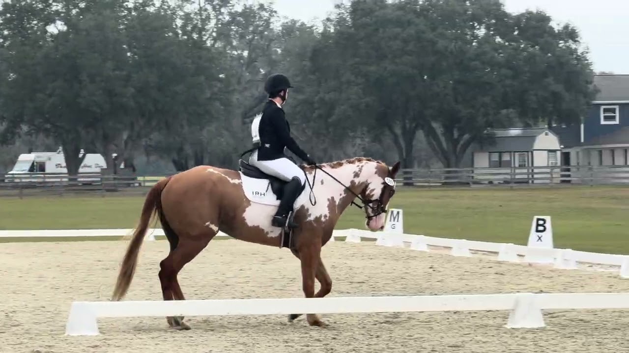 Clyde BN dressage 12/6/25