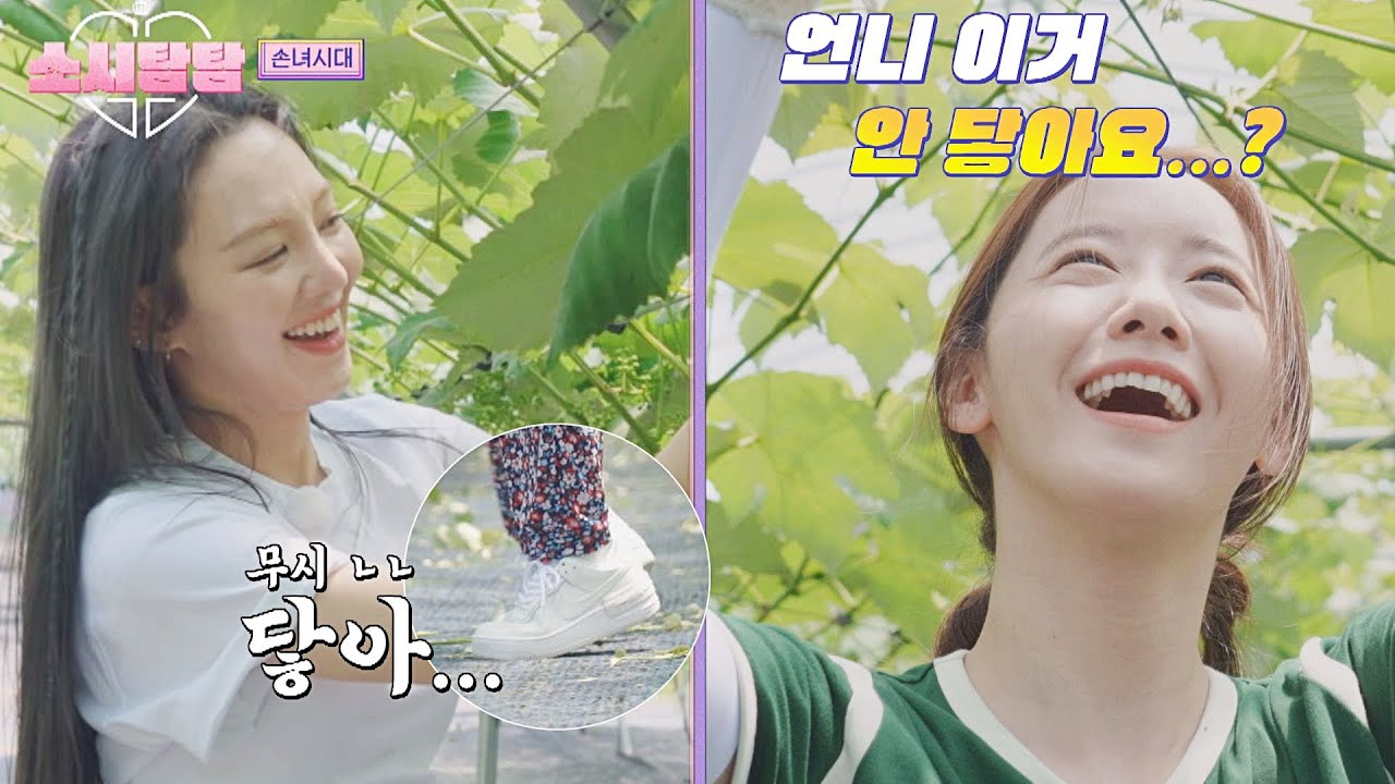 티격태격 열일 중💦 포도밭 일손 돕는 효연-윤아(ft. 까치발) | 소시탐탐 2회 | JTBC 220712 방송