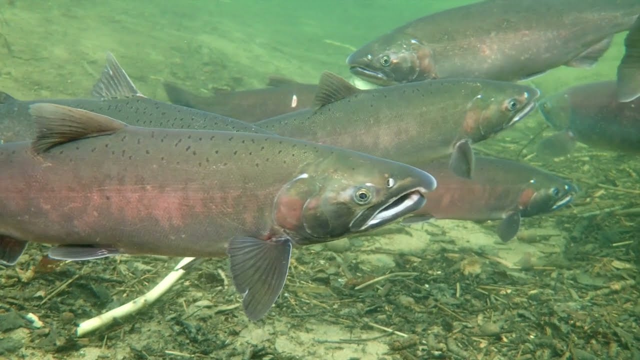 Salmon River Highlights with Matt Foy & Doug McFee - by DRBIPA