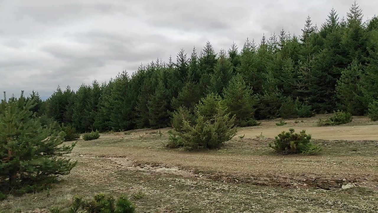 Amazing Pine Nature/Collecting Lactarius Deliciosus/Season 2021