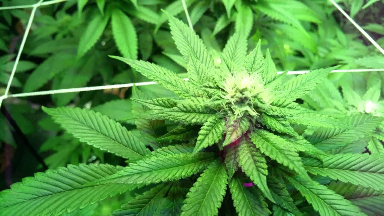 4 BML Spydr 1200 week 4 flower w/Current Culture
