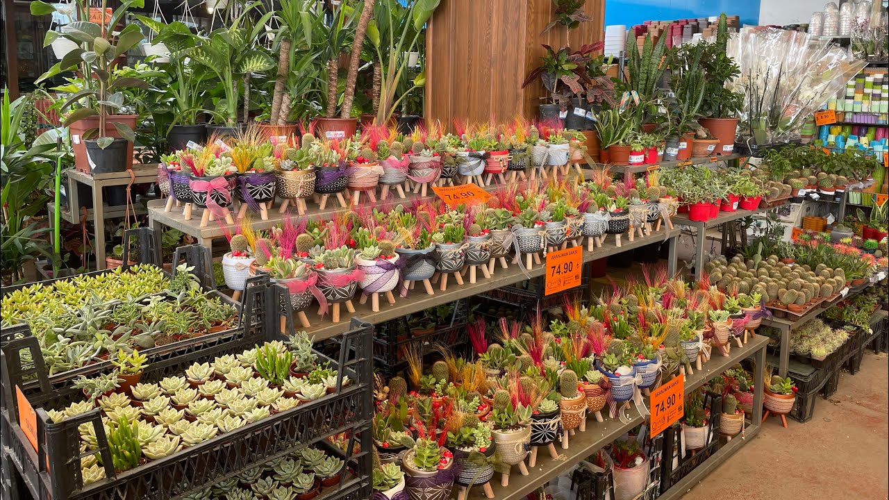 Sukulent alıyorum - İzmit Ceyyıl AVM - en uygun fiyat #sukulent #succulent #ceyyıl #enuygunfiyat