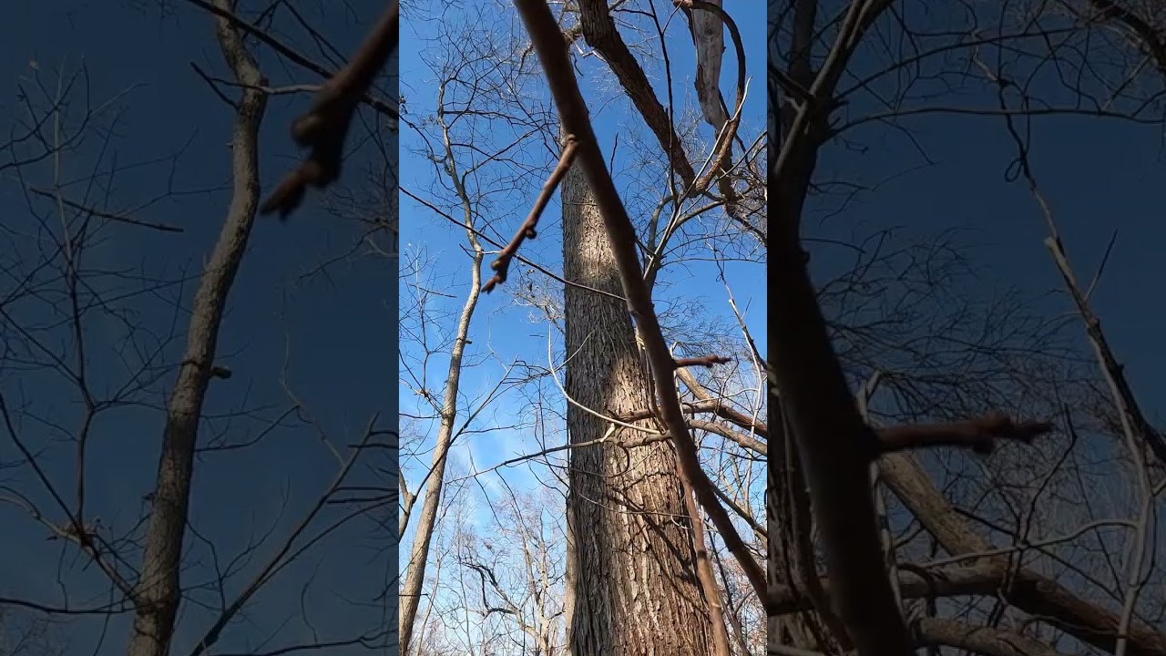 Week shots - Hinge cut a hickory, Along with the BEST shots of the week