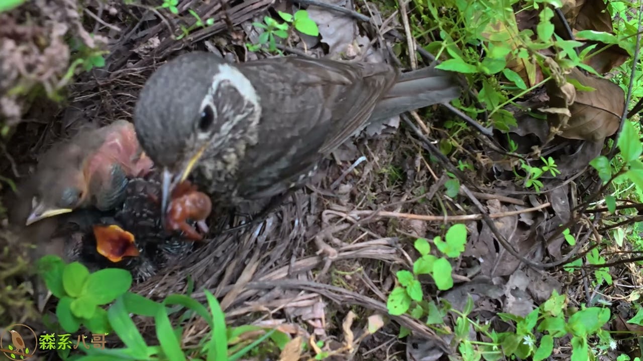 Mom bird won’t feed cuckoo—cuckoo almost steals chicks’ food.鸟妈妈不愿意喂杜鹃鸟，杜鹃鸟差点把小鸟的食物抢走