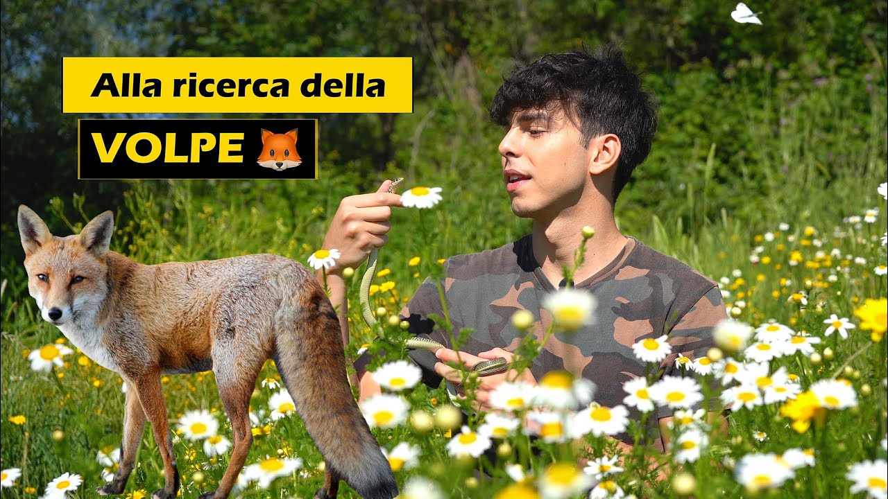 Alla ricerca della VOLPE (Vulpes vulpes)