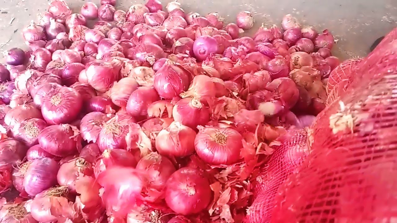 प्याज मंडी भाव || Piyaj mandi Bhav today || kukshi mandi ka bhav || aaj ka Piyaj ka Rate 