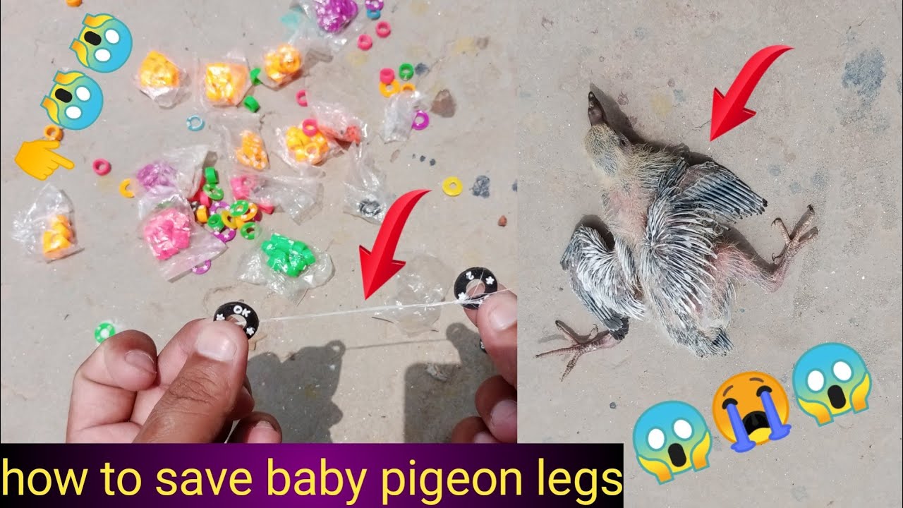 Pigeon Splay Leg Treatment || Hashim Mahmood Pigeons