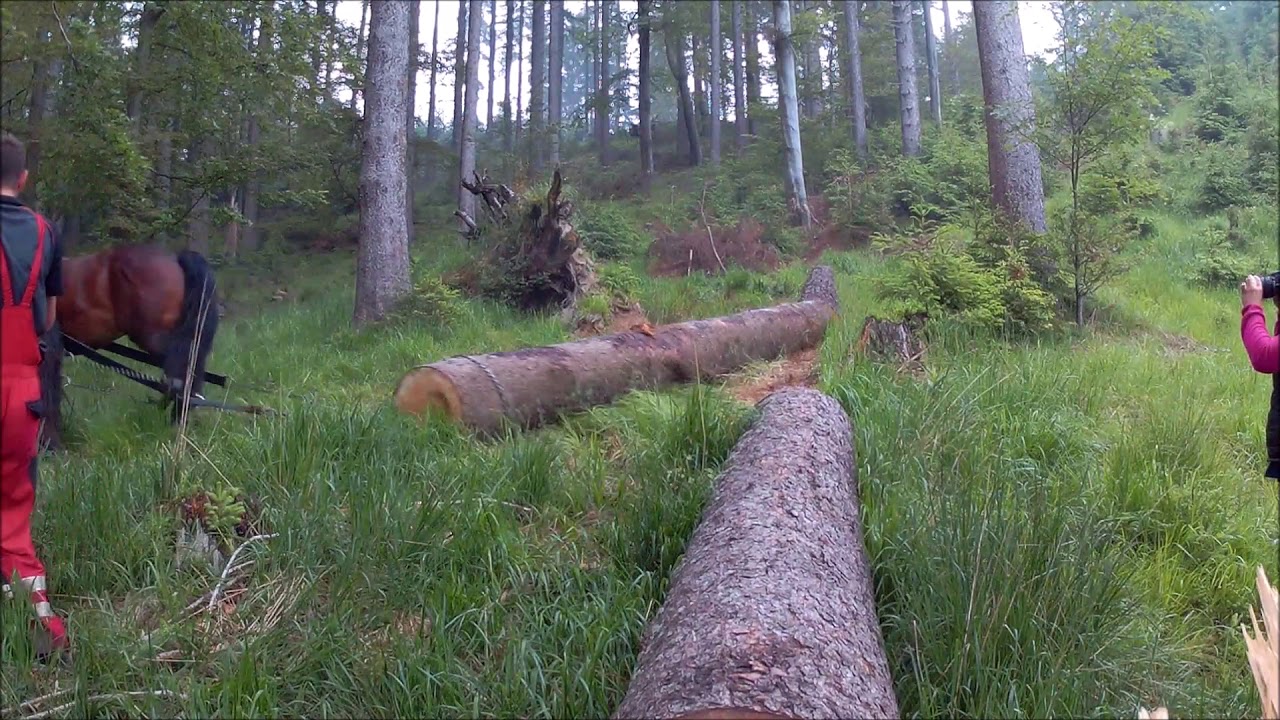 Těžba dřeva 18.6.2020