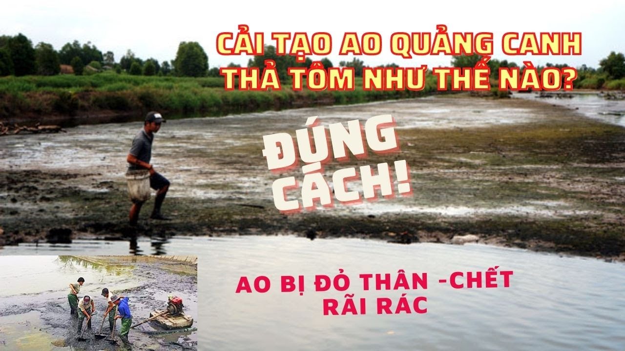 HƯỚNG DẪN CẢI TẠO AO T&Ocirc;M QUẢNG CANH HIỆU QUẢ - PH&Ograve;NG NGỪA 