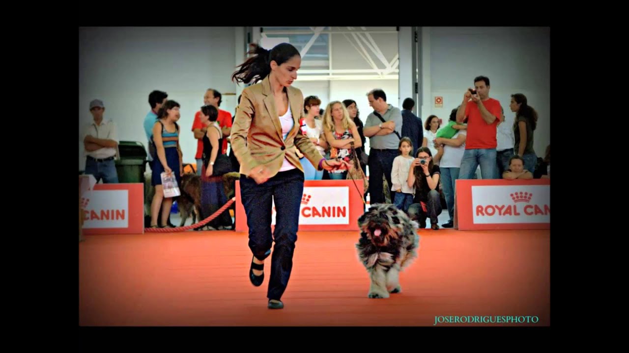Cão de Serra de Aires   ALENTEJANA DA SERRA DOS PASTORES