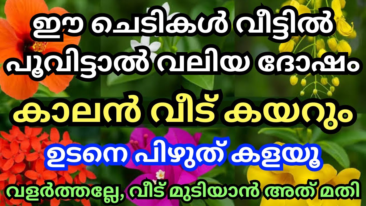 കഷ്ടകാല സമയത്ത് വീട്ടിൽ പൂവിടുന്ന ചെടികൾ ഇതാണ്. ഇവ വളർത്തുന്നത് വലിയ ദോഷം വീട് മുടിയാൻ അത് മതി