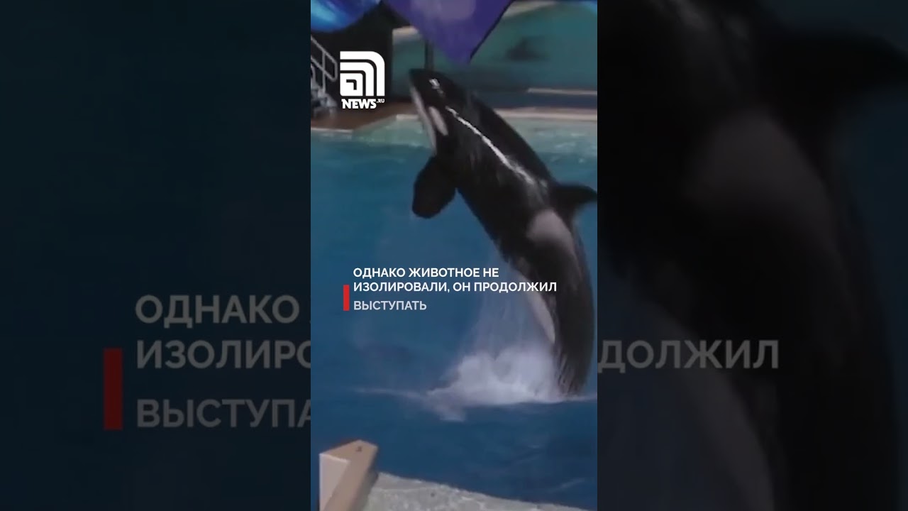 Серийный убийца в океанариуме. Как косатка Тиликум расправлялась со своими жертвами во время шоу