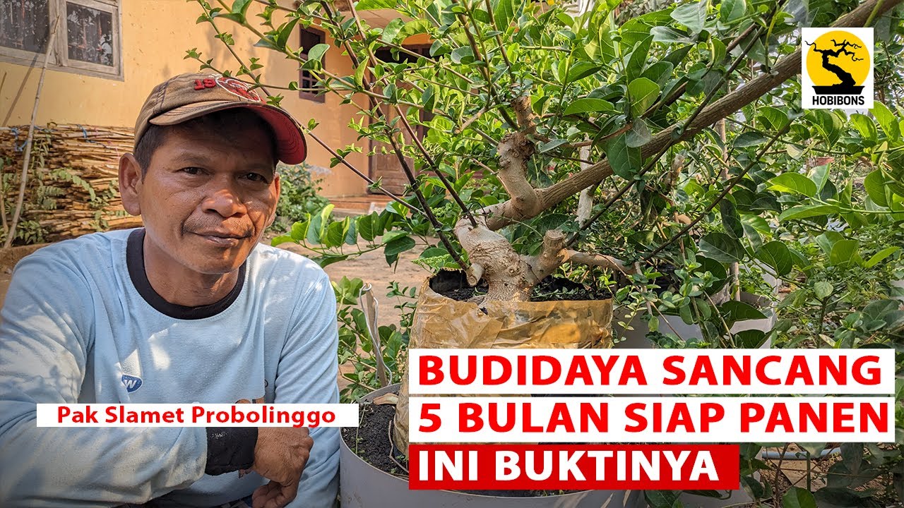 BELAJAR BUDIDAYA SANCANG ALA PAK SLAMET | 5 BULAN SIAP PANEN