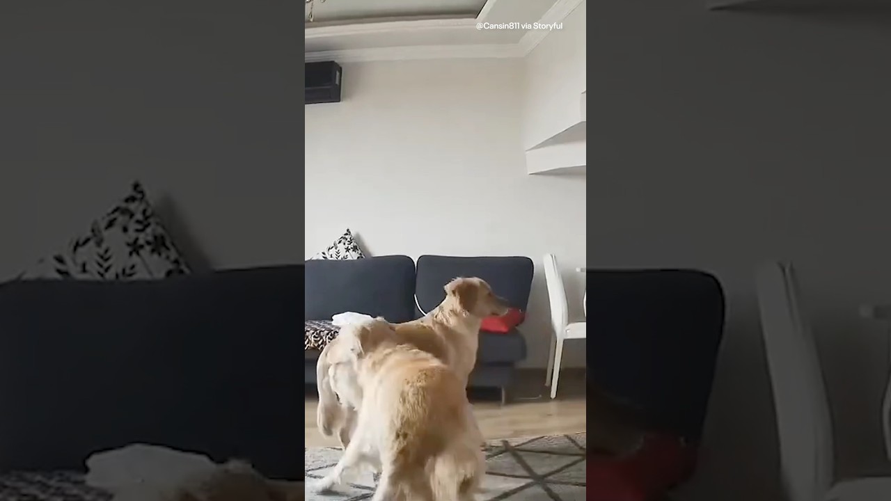 Powerful 6.2 magnitude earthquake scares dogs and shakes Istanbul, Turkey