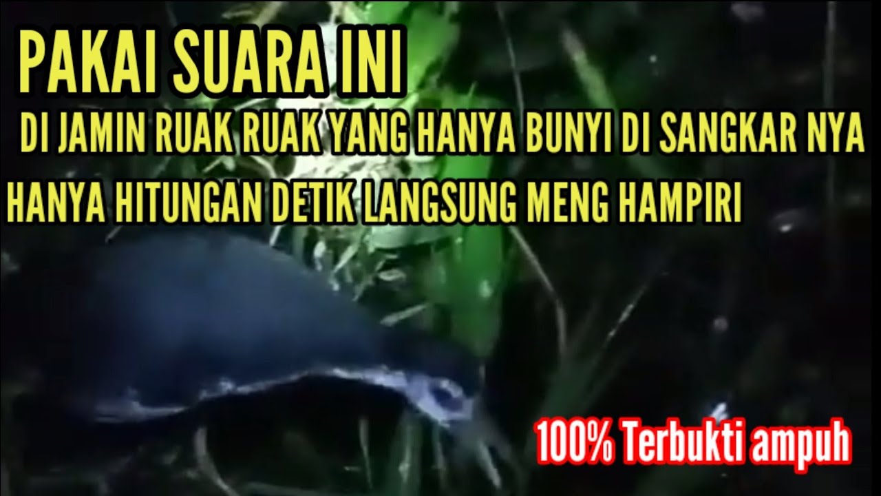 Suara Ruak Ruak kusus buat yang gak mau keluar sangkar @Sarang Ruak Ruak TV