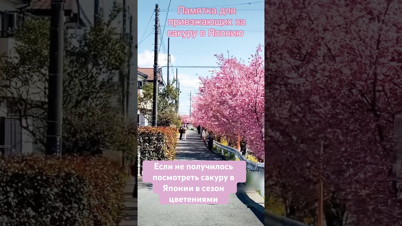 Памятка для приезжающих в сезон сакуры в Японию #япония #токио #жизньвяпонии #сакура #путешествия