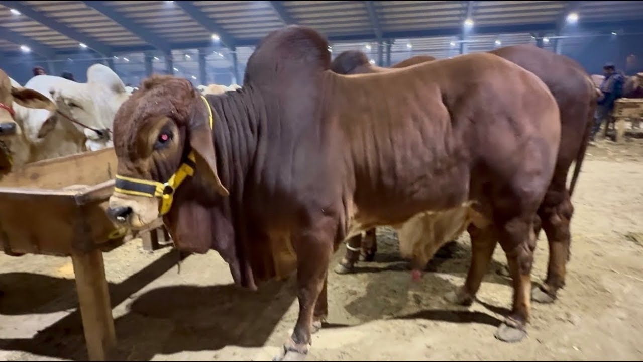 Tuesday Cow Mandi Desi Sahiwal Cholistani Bachre | Qurbani 2026 | Lahori Shauk | Shapur Kanjra 
