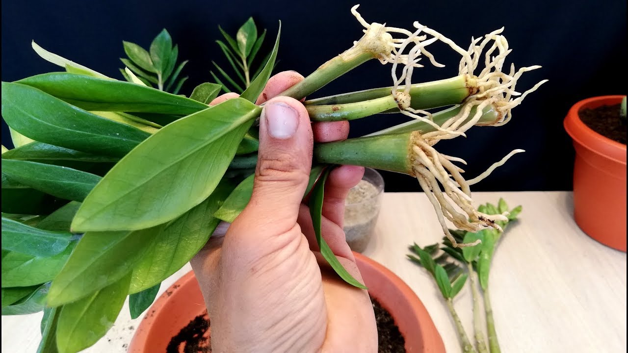 How to Propagate a ZZ plant very easy / Zanzibar Gem