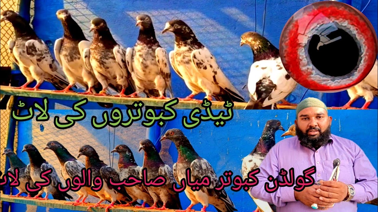 Taddy Kabootar Golden Kabootar Mia Saab Wale Ki Laat Dhakma Kaze Juma Offer 💯🔥