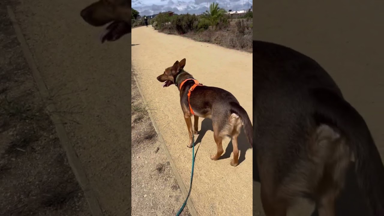 How I teach a dog to avoid the public 