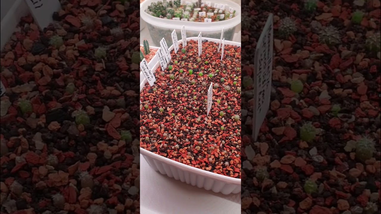 Сеянцы кактусов🌵 | Полный обзор 👀🥳 #cactus #cactuslover #kaktus #кактус
