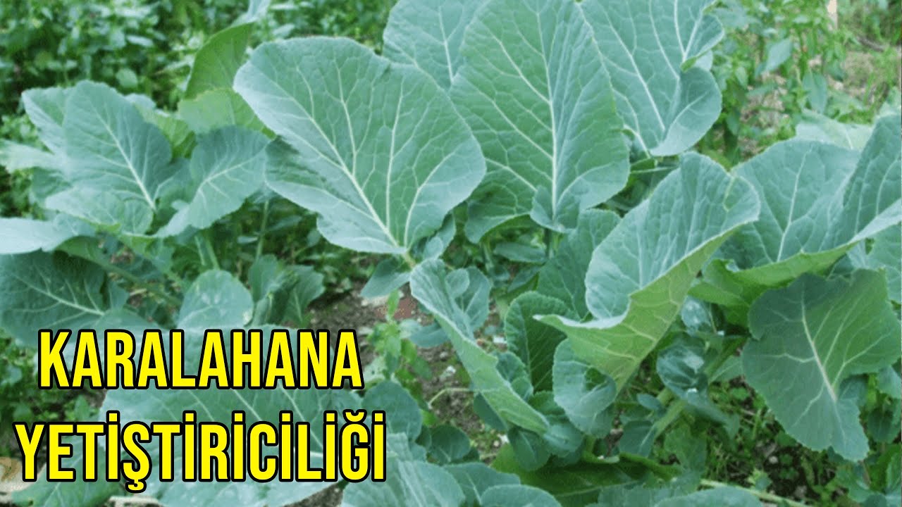 Karalahana Yetiştiriciliği